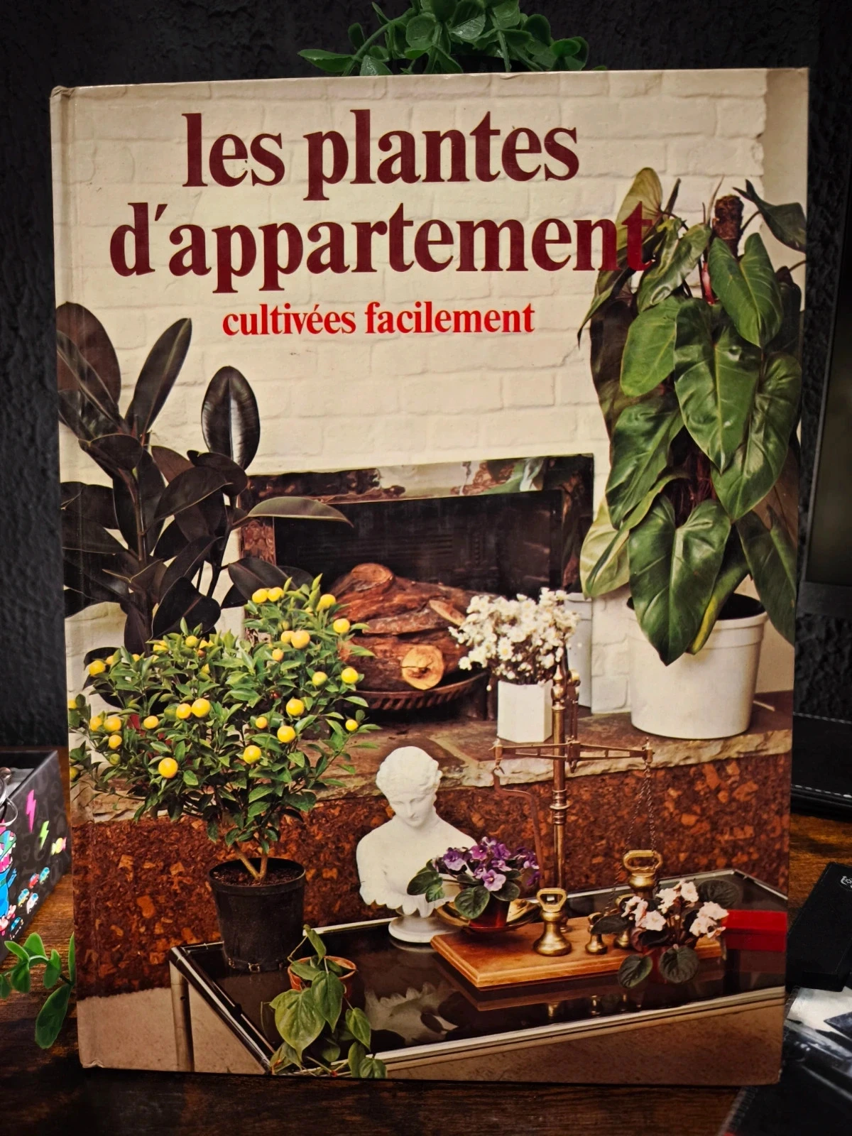 Les plantes d'appartement cultivées facilement